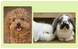 ATCふれあい動物園