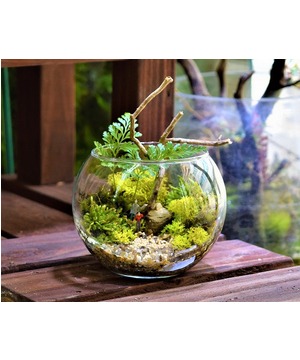 ～テラリウムをつくろう！～