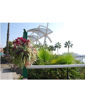 ATC博―ハンギングバスケット展