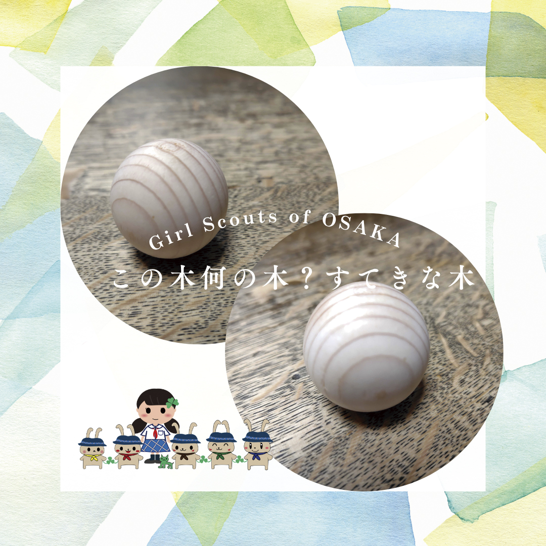 この木なんの木?すてきな木